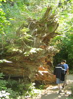 Fallen tree